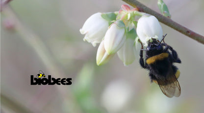 Medium Bumblebee Hive