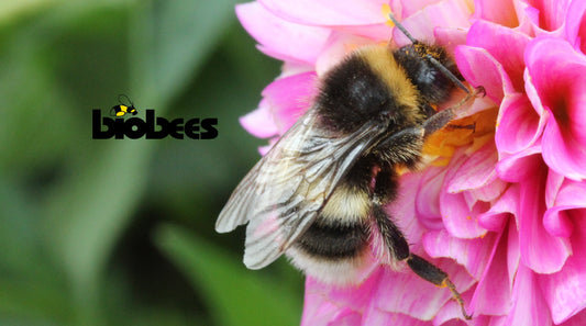 Garden Bumblebee Hive