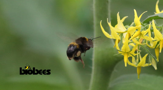 Standard Bumblebee Hive